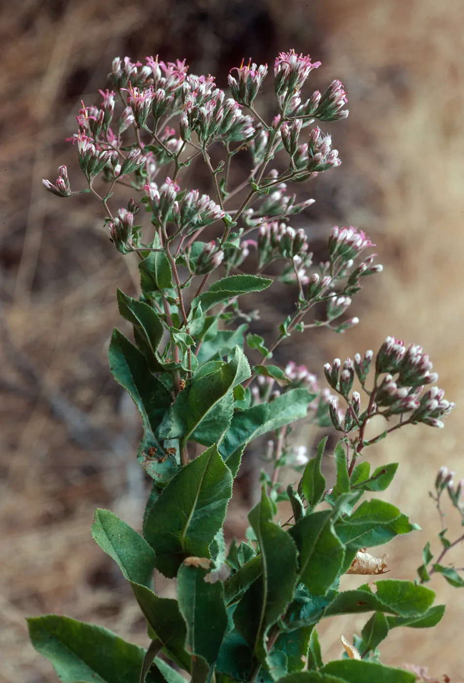 Acourtia, Santa Cruz Island