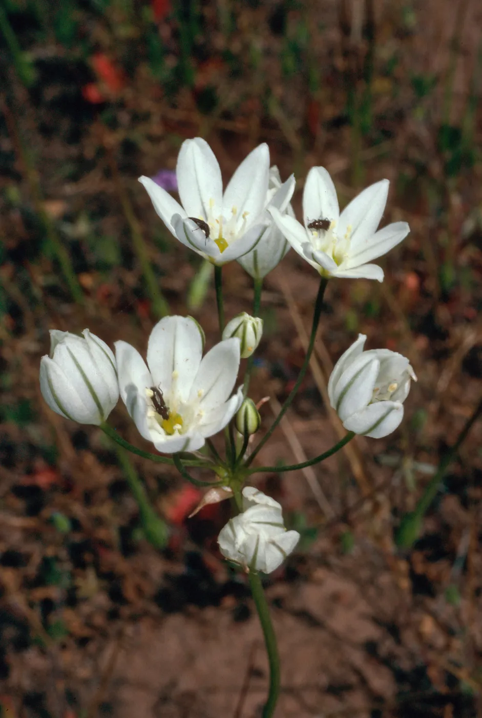 Triteleia hyacinthina, SC-3213, Santa Cruz Island