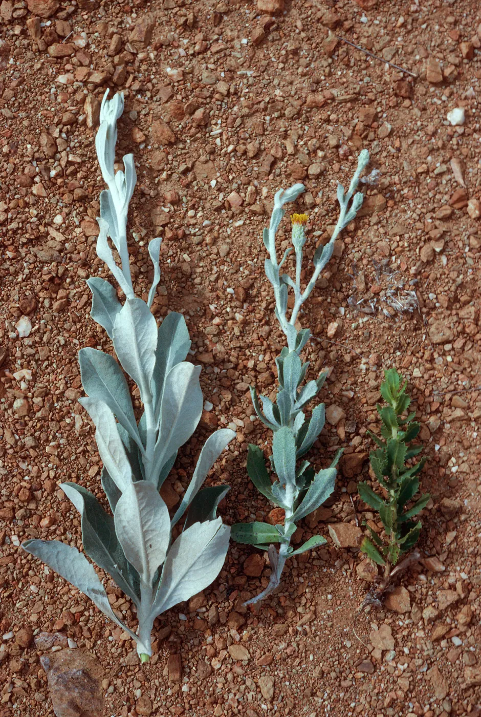 Haplopappus detonsus, H. squarrosus, and hybrid, South Ridge Road, Santa Cruz Island