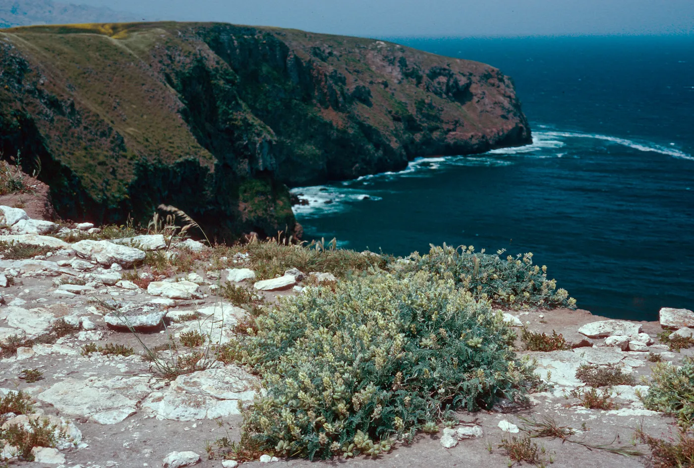 Astragalus miguelensis, East of Campo Grande airfield, Santa Cruz Island