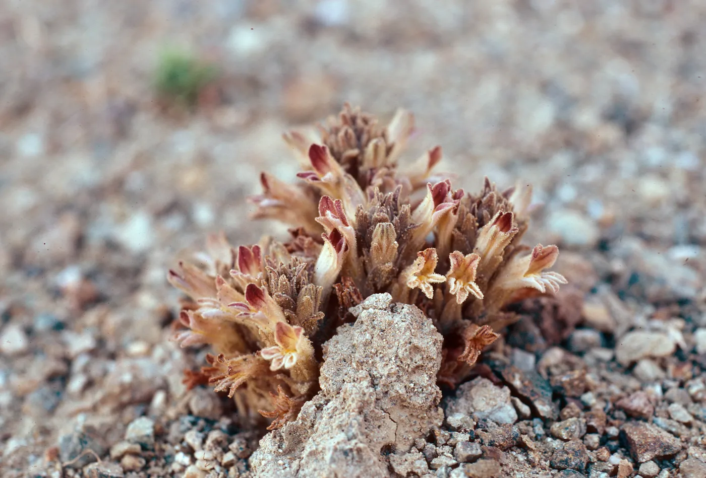 Orobanche parishii brachyloba, Christi Beach, Santa Cruz Island