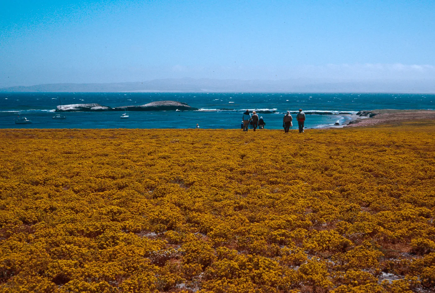 Hemizonia fasciculata, Forneys Cove, Santa Cruz Island