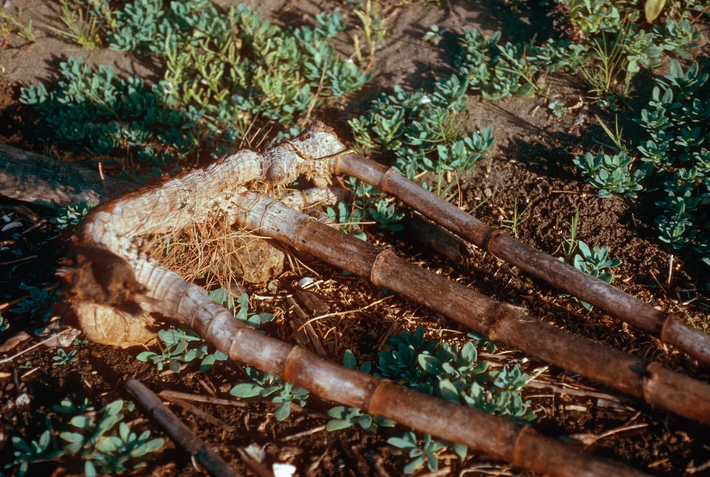 Arundo donax rootstocks, mouth of Christy Canyon, Santa Cruz Island