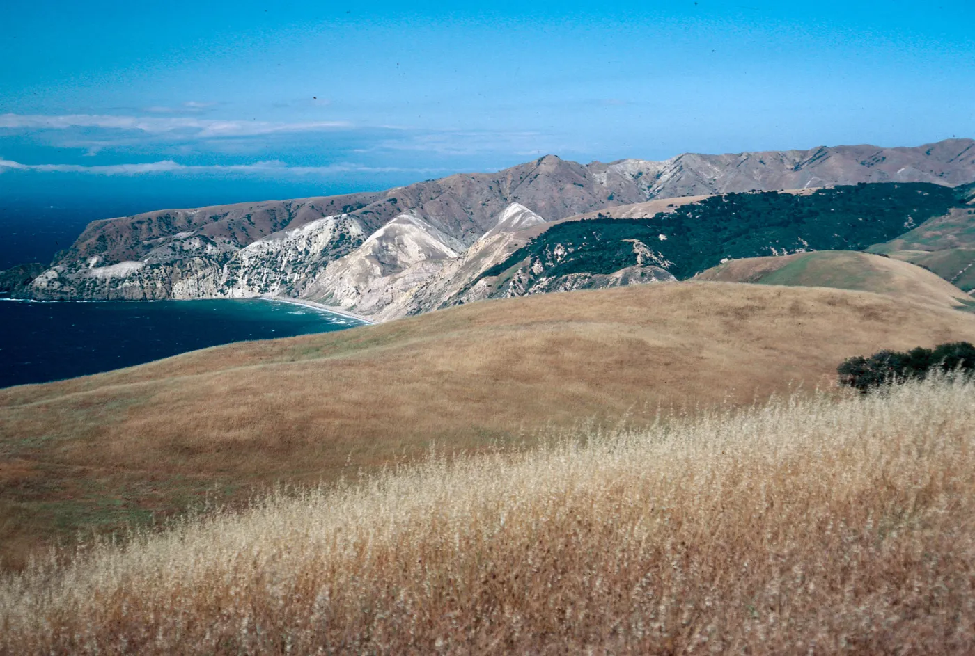 China Pines, Santa Cruz Island