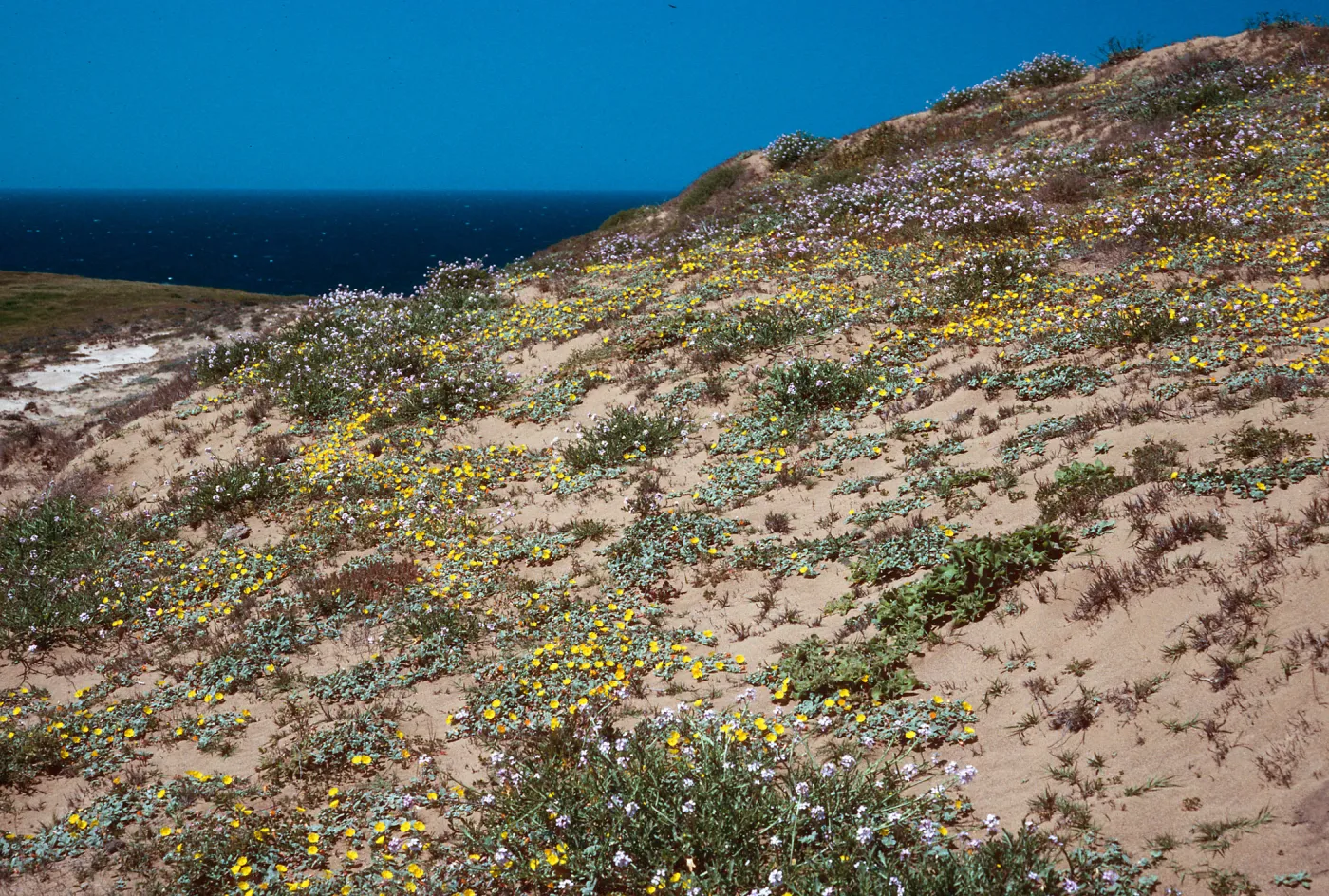 Camissonia, Cakile, ridge, North of Sauces Canyon, Santa Cruz Island