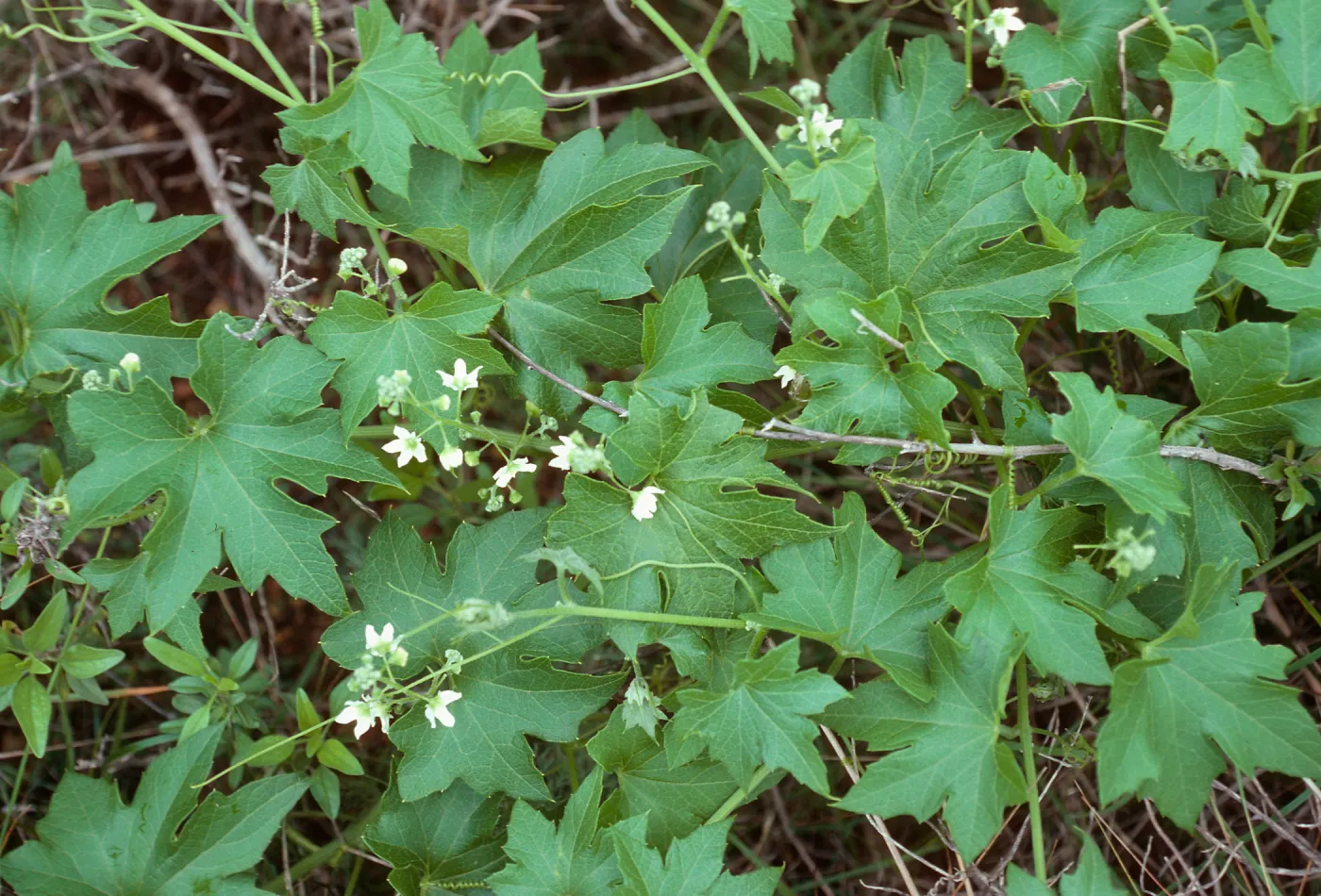 Marah, East of Valley Anchorage, Santa Cruz Island