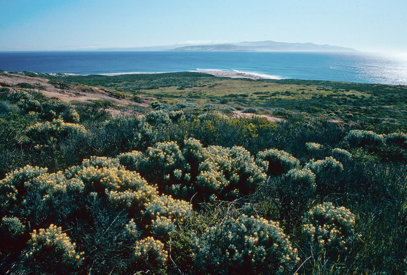 Castilleja hololeuca, above Cardwell Point, San Miguel Island