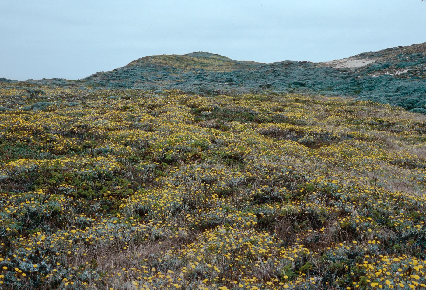 Malacothrix incana, above West end of Simonton Cove, San Miguel Island