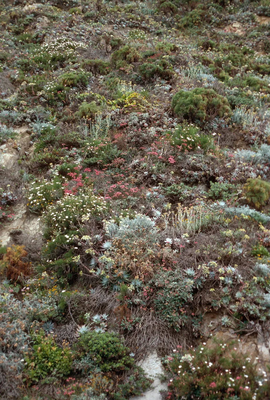 bluffs, Cuyler Harbor, San Miguel Island
