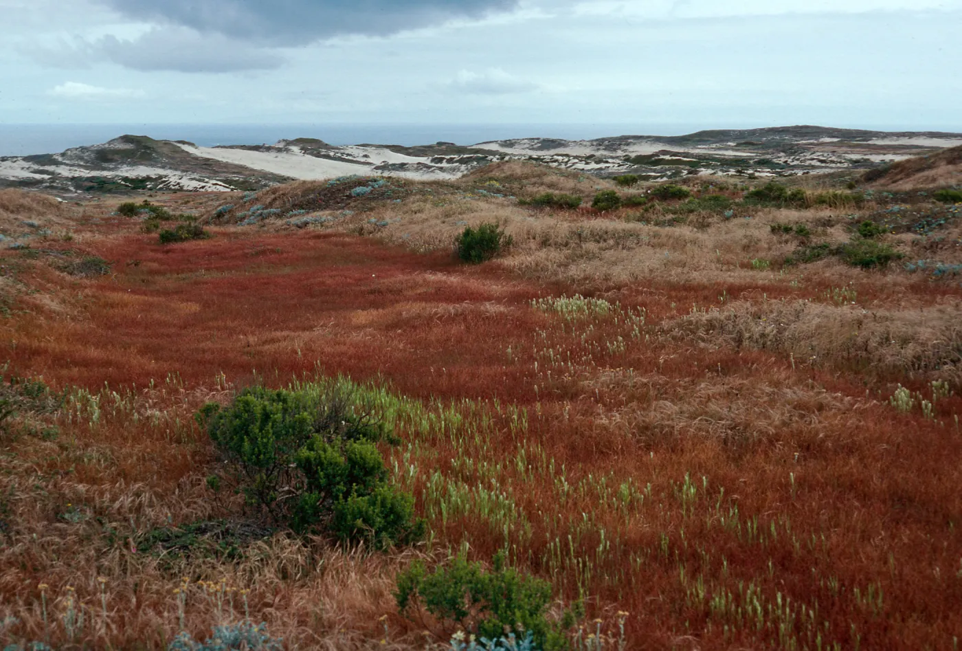 Parapholis, swale, West of San Miguel Peak, San Miguel Island