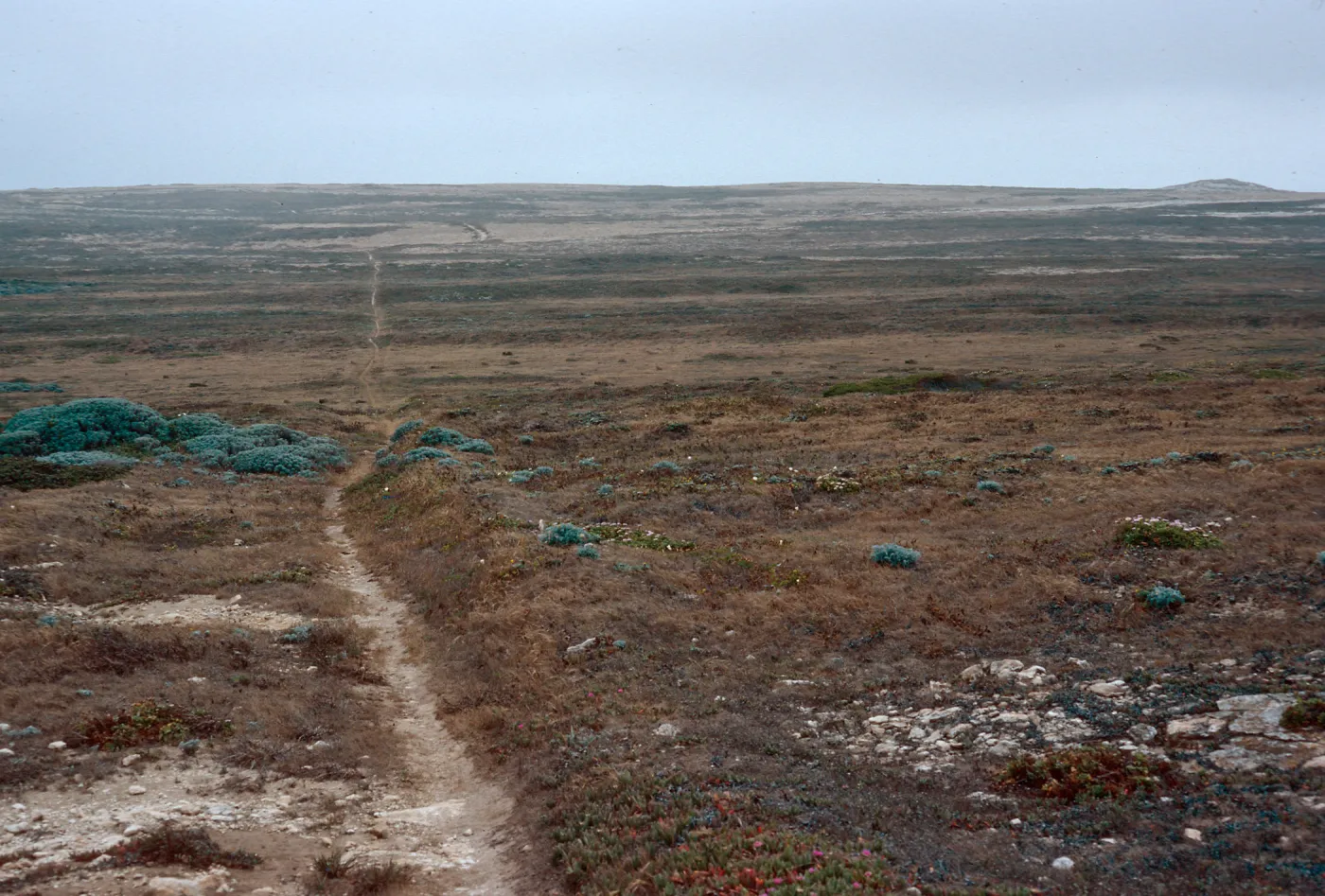 trail between NOAA Research Station & dry lake, San Miguel Island