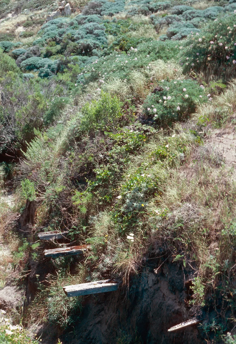 ruins of Nidever adobe, San Miguel Island