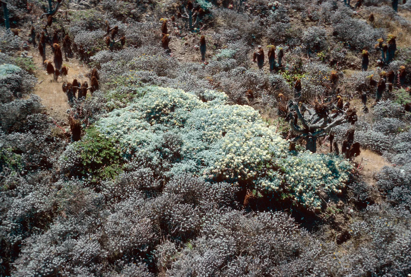 upper Cañada Del Mar, San Miguel Island