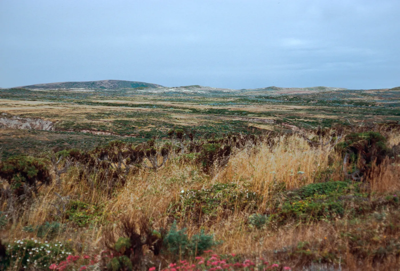 just West of Cañada Del Mar, San Miguel Island