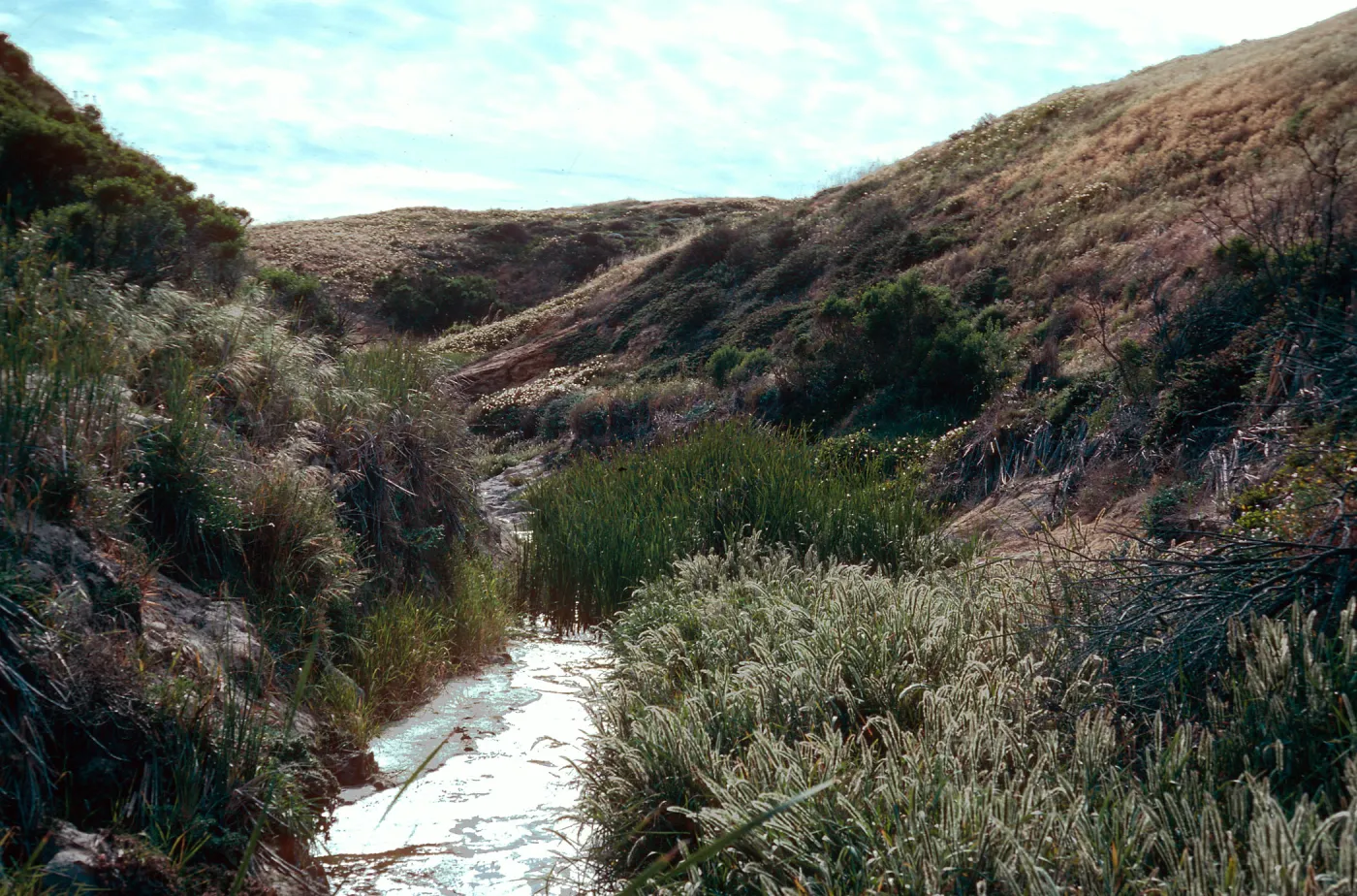 Polypogon, Typha, looking West in lower Willow Canyon, San Miguel Island