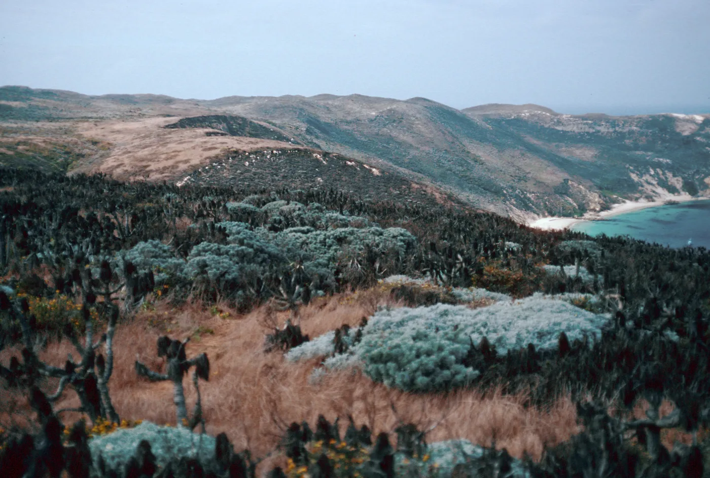 Slopes, West of Cañada Del Mar, San Miguel Island