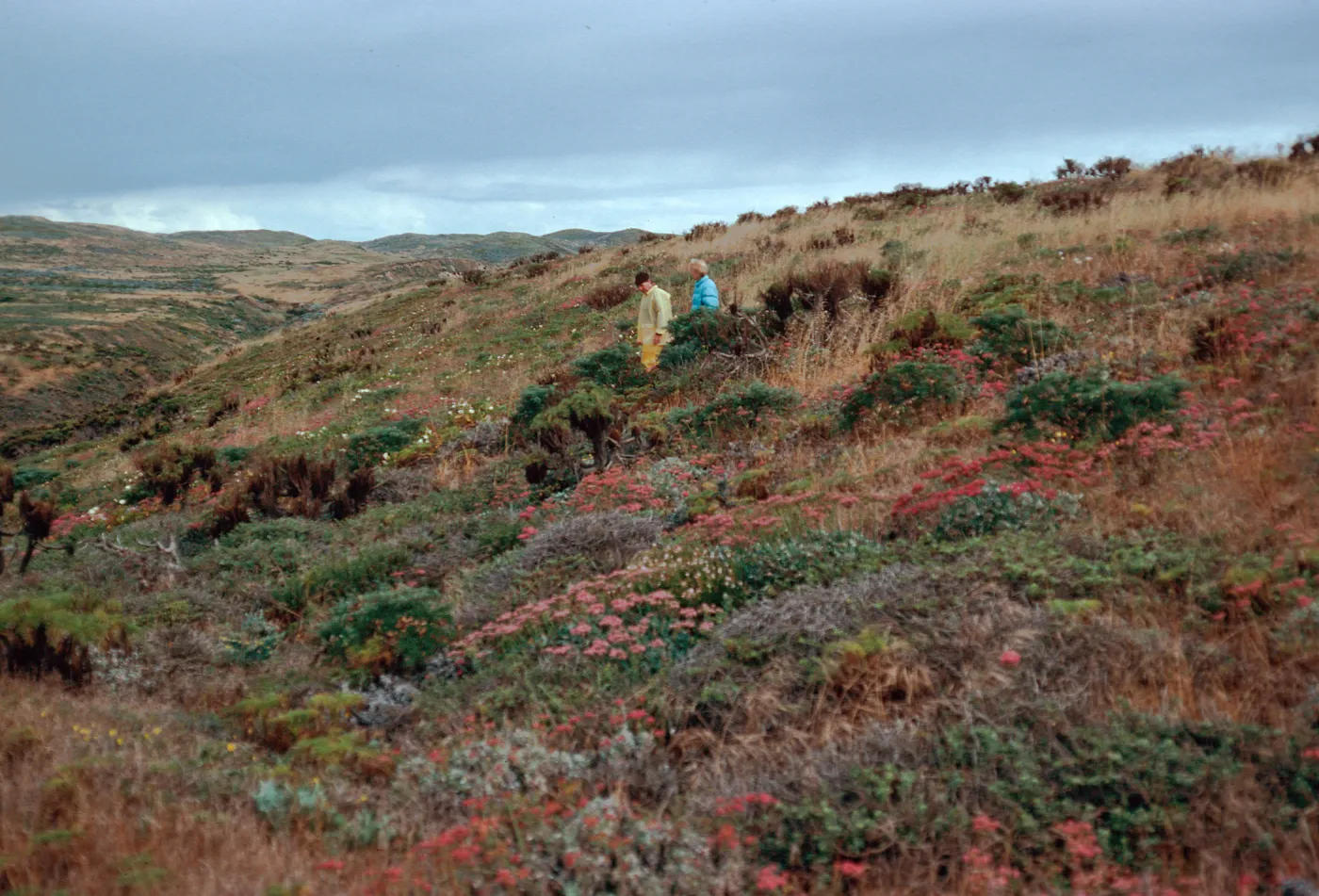 canyon, South of Cabrillo Monument, San Miguel Island