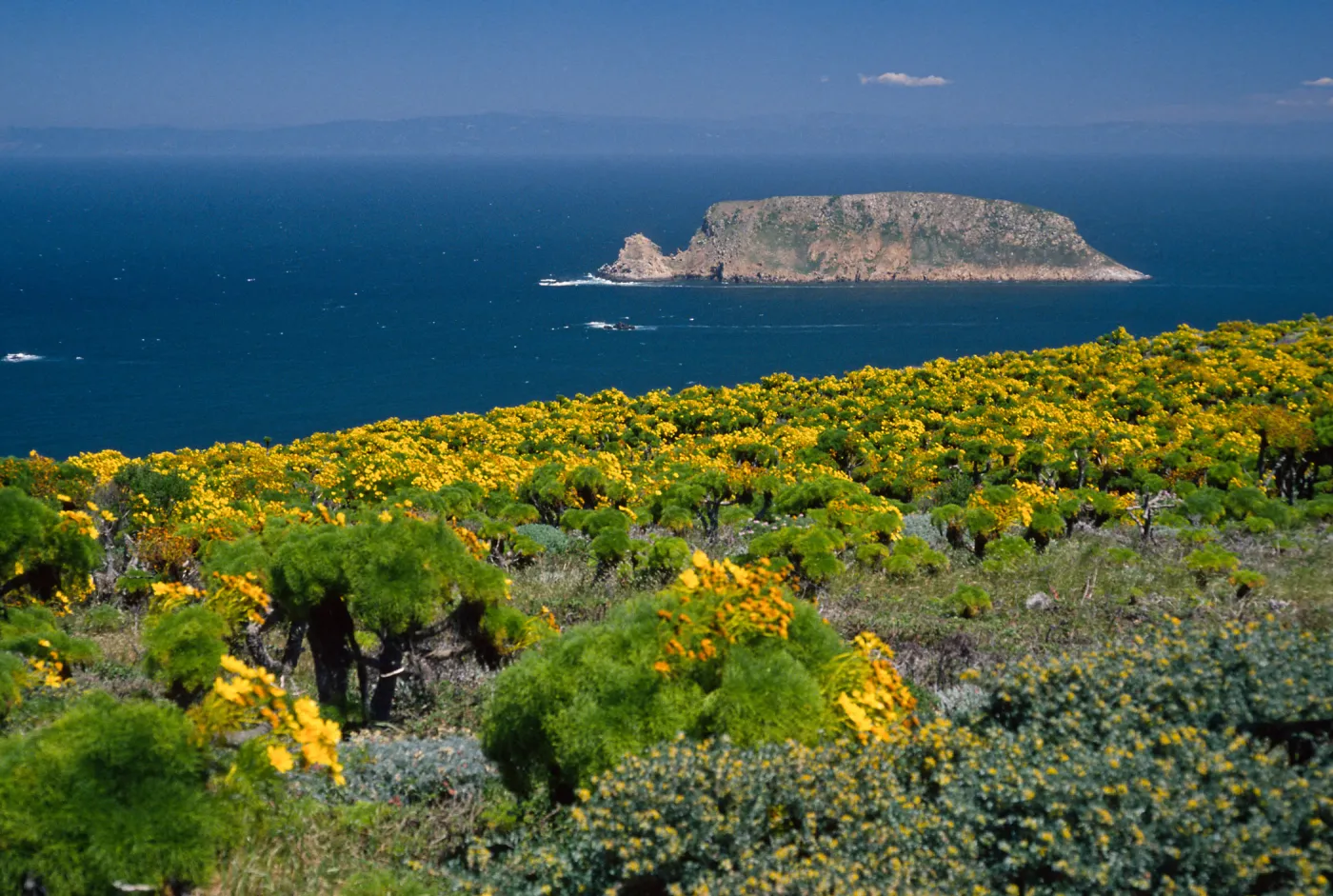 Coreopsis, Lotus, Cuyler Harbor & Prince Island, San Miguel Island