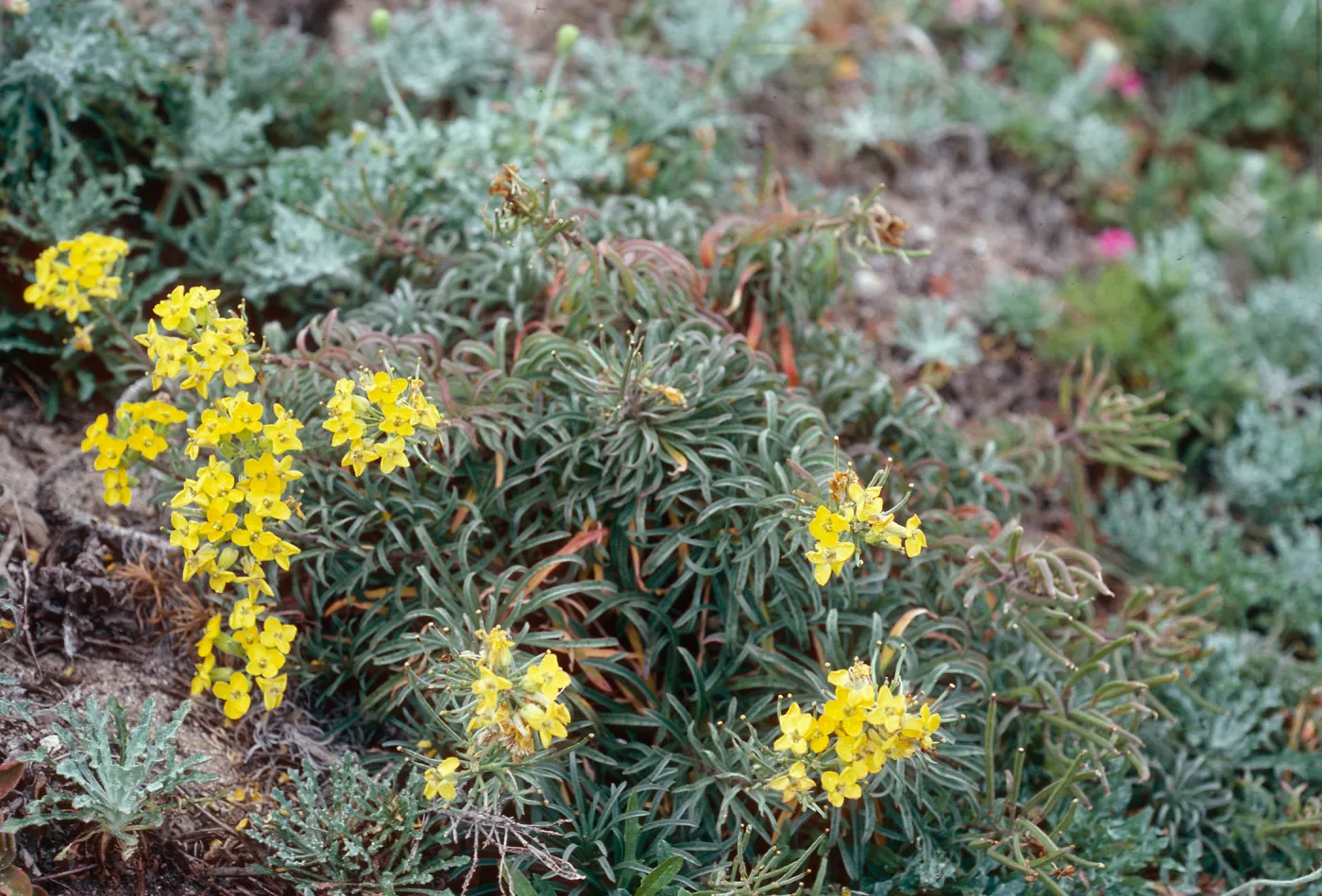 Erysium insulare, West end of Cuyler Harbor, San MIguel Island