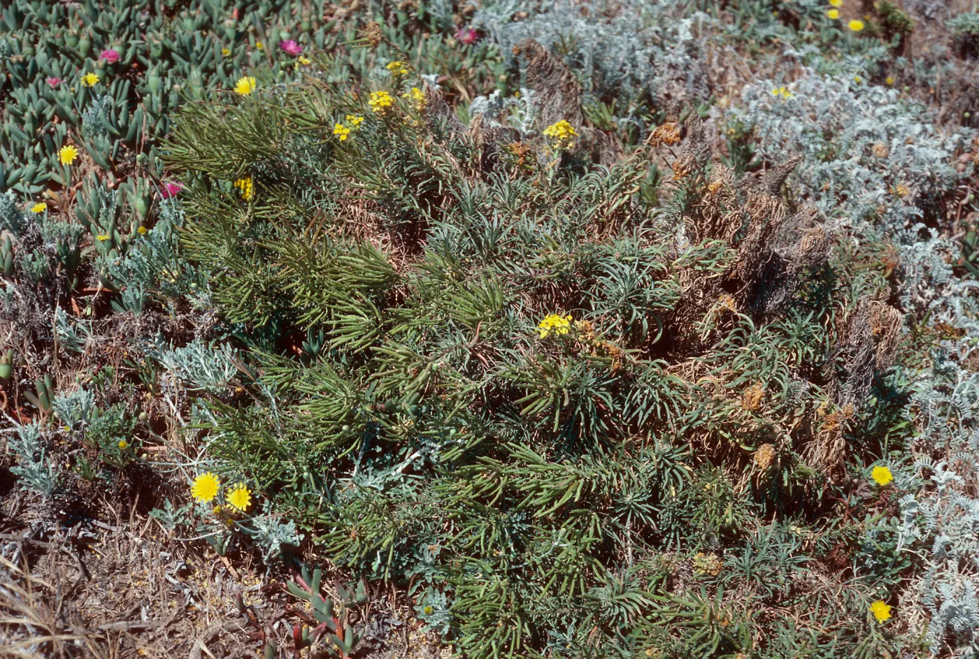 Erysium insulare, Cuyler Harbor, San MIguel Island