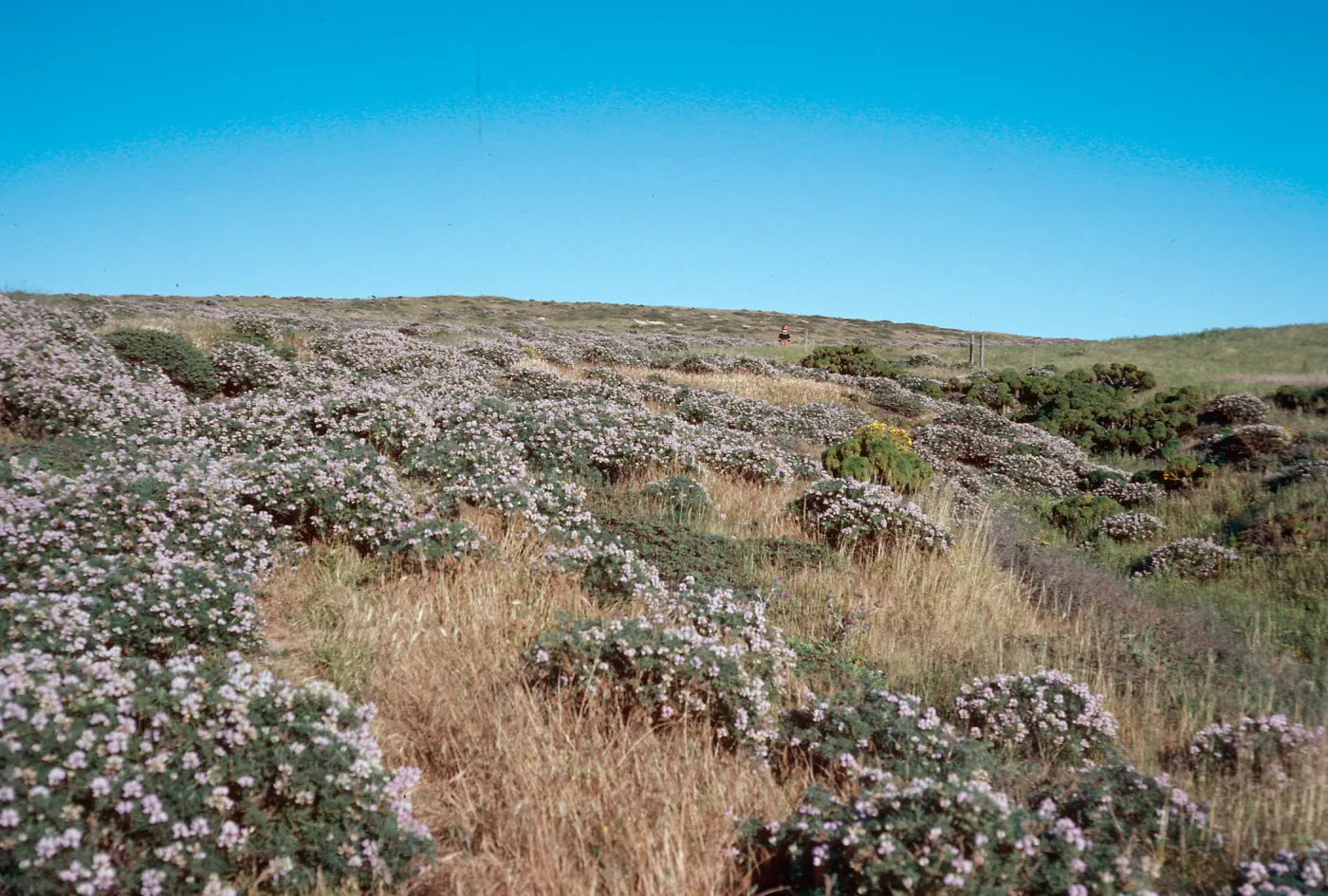 Lupinus albifrons, just North of ranch, San Miguel Island