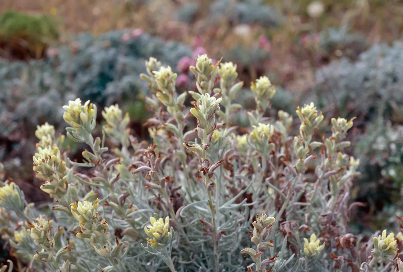 Castilleja hololeuca, San Miguel Island