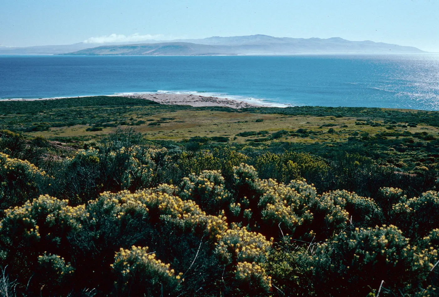 Castilleja hololeuca, above Cardwell Point, San Miguel Island
