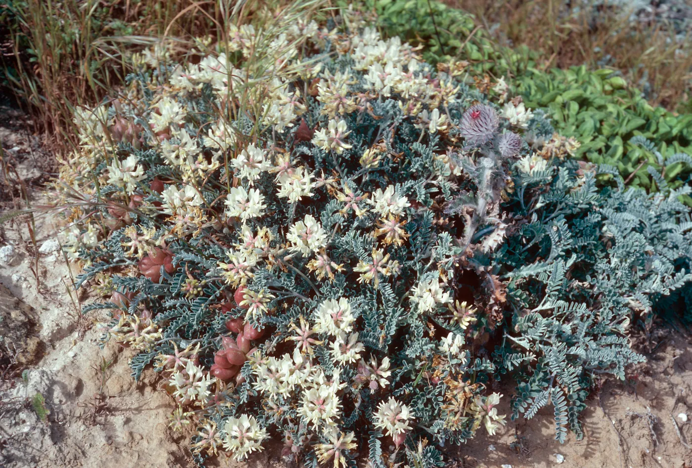 Astragalus miguelensis, San Miguel Island