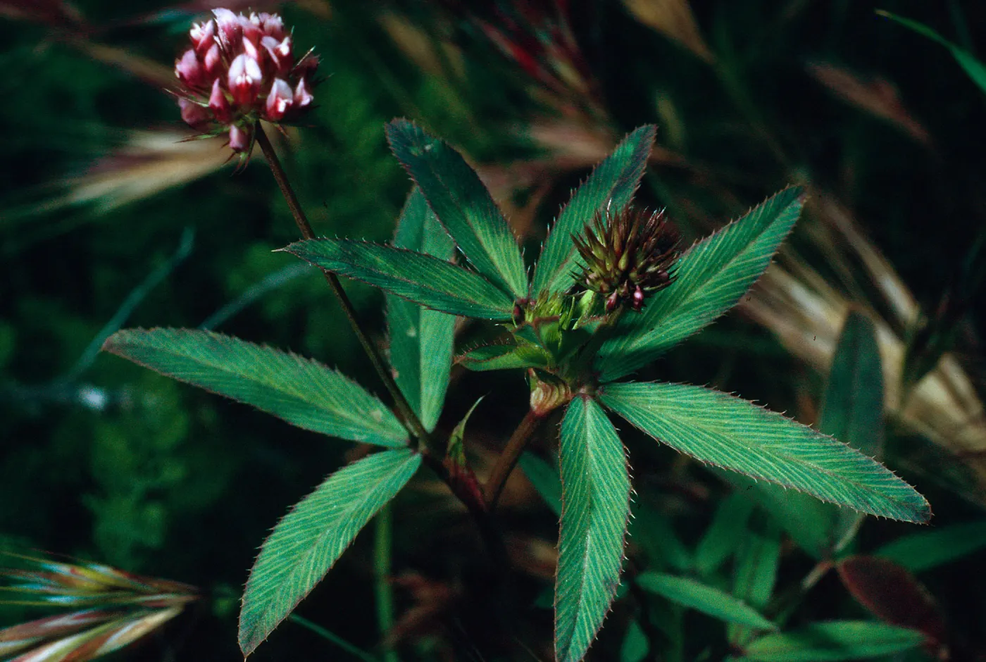 Trifolium palmeri, SN-1087, Northeast coastal flats, San Nicolas Island
