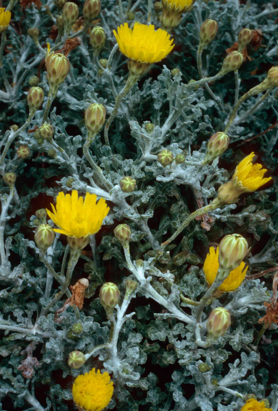Malacothrix incana, North range marker poles, San Nicolas Island