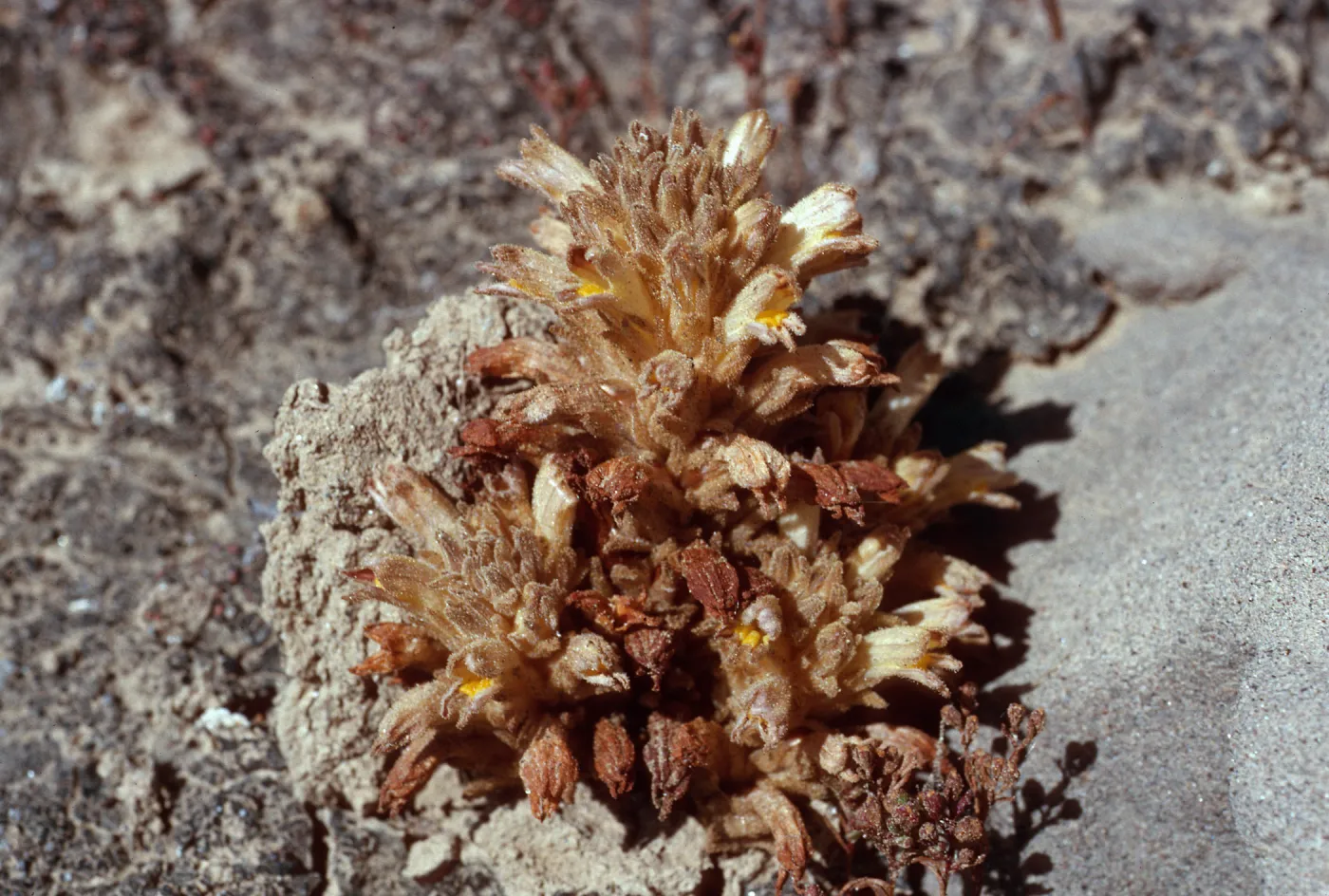 Orobanche parishii brachyloba, SN-1124, West of Live-Forever Canyon, San Nicolas Island