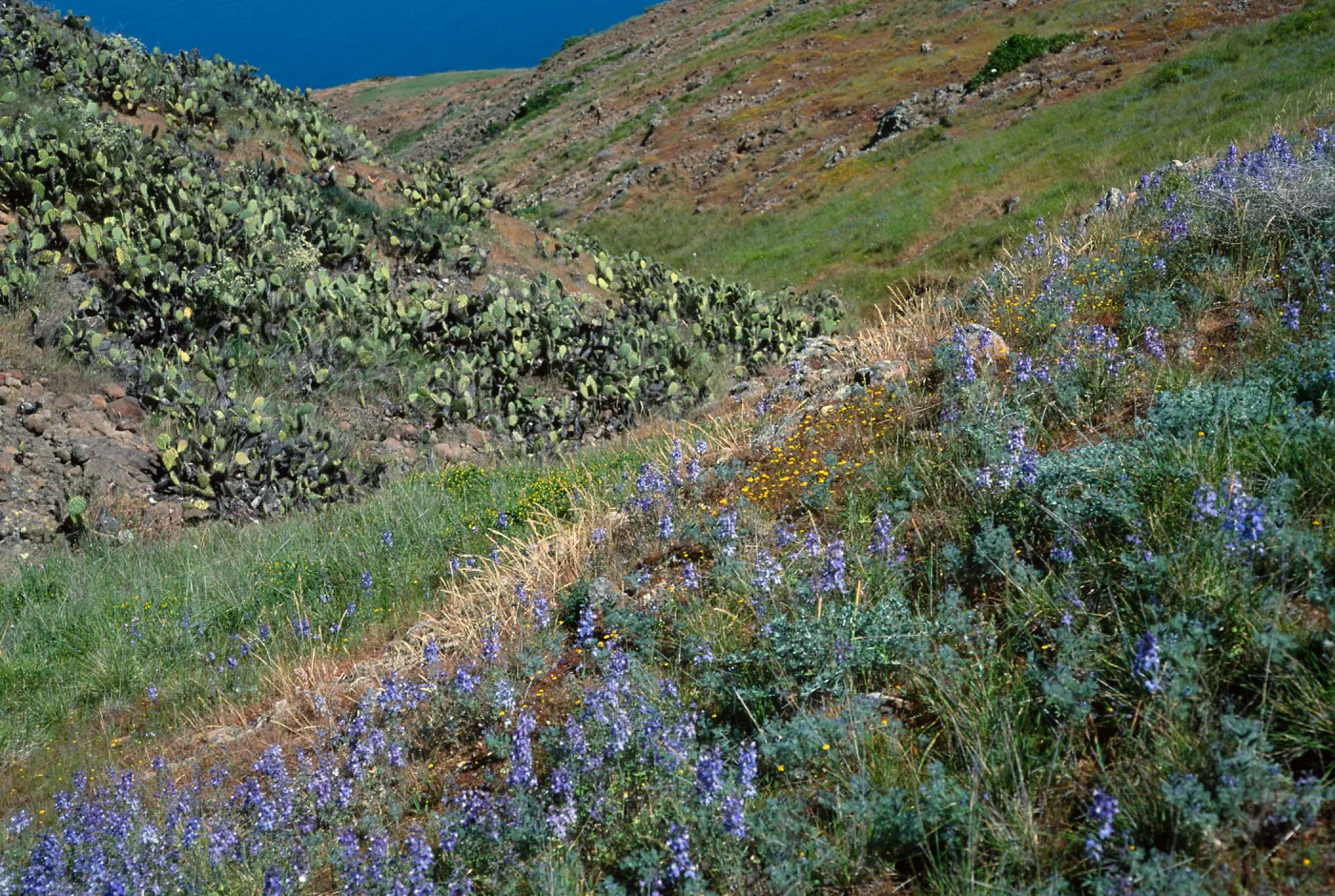 Delphinium variegatum thornei, South of Mosquito