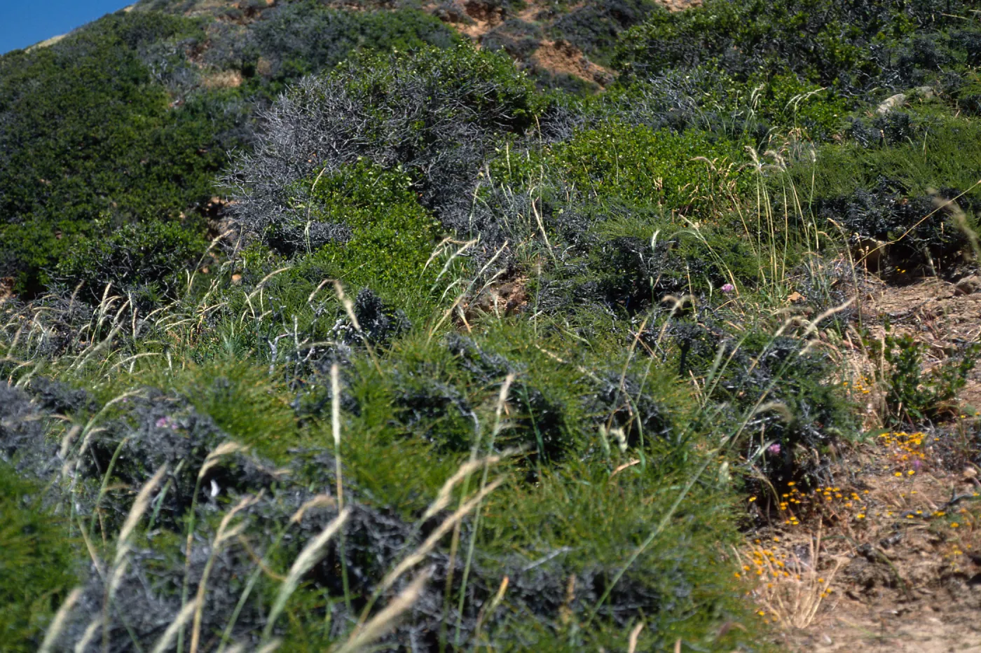 Stipa diegoensis, Chaparral, canyon West of South Point, Santa Rosa Island