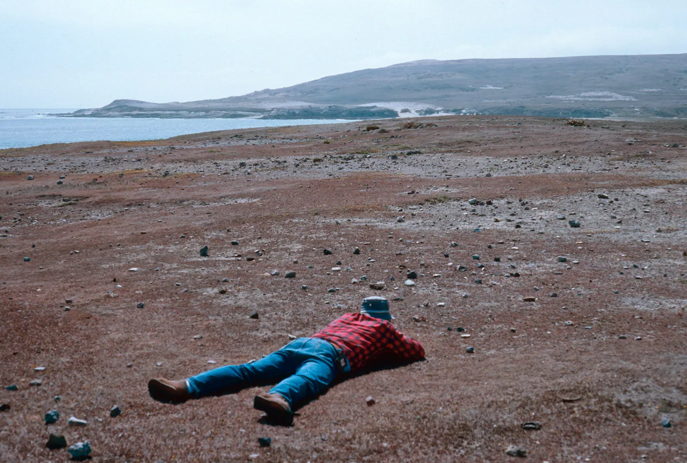 Bill Havorson, photgraphing Dudleya blochmaniae insularis, Santa Rosa Island