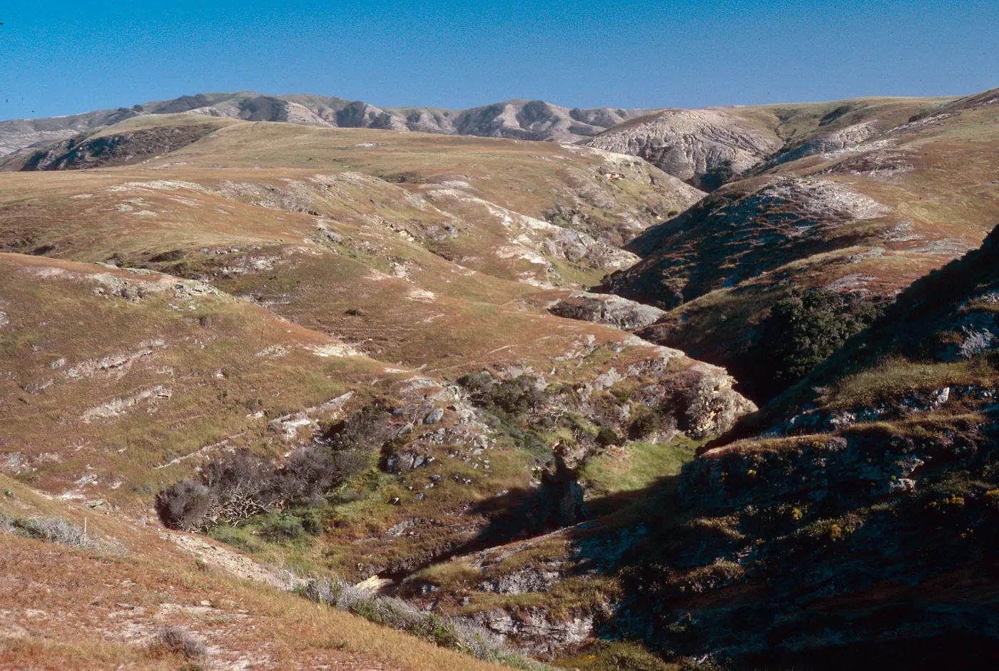 Lobos Canyon, Santa Rosa Island