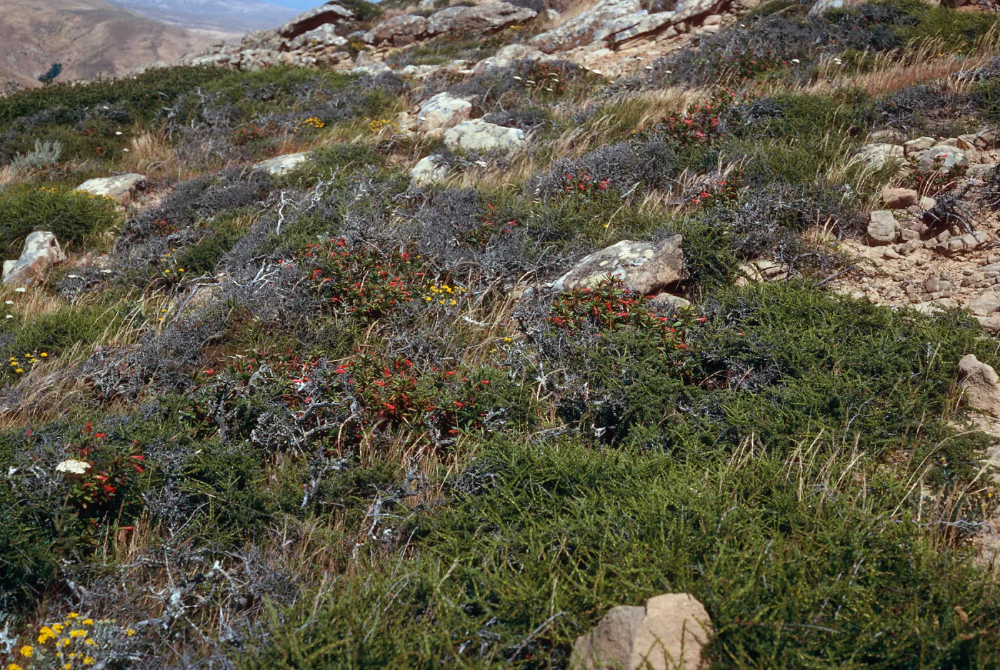 Adenostoma, Mimulus flemingii, etc., South Point Road, Santa Rosa Island