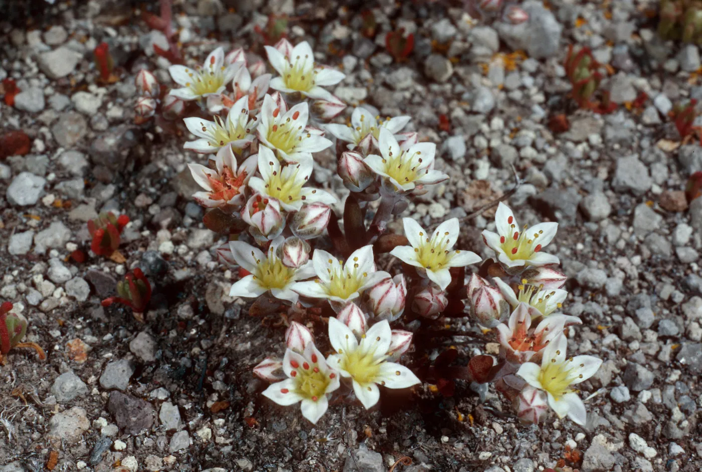 Dudleya blochmaniae insularis, Santa Rosa Island