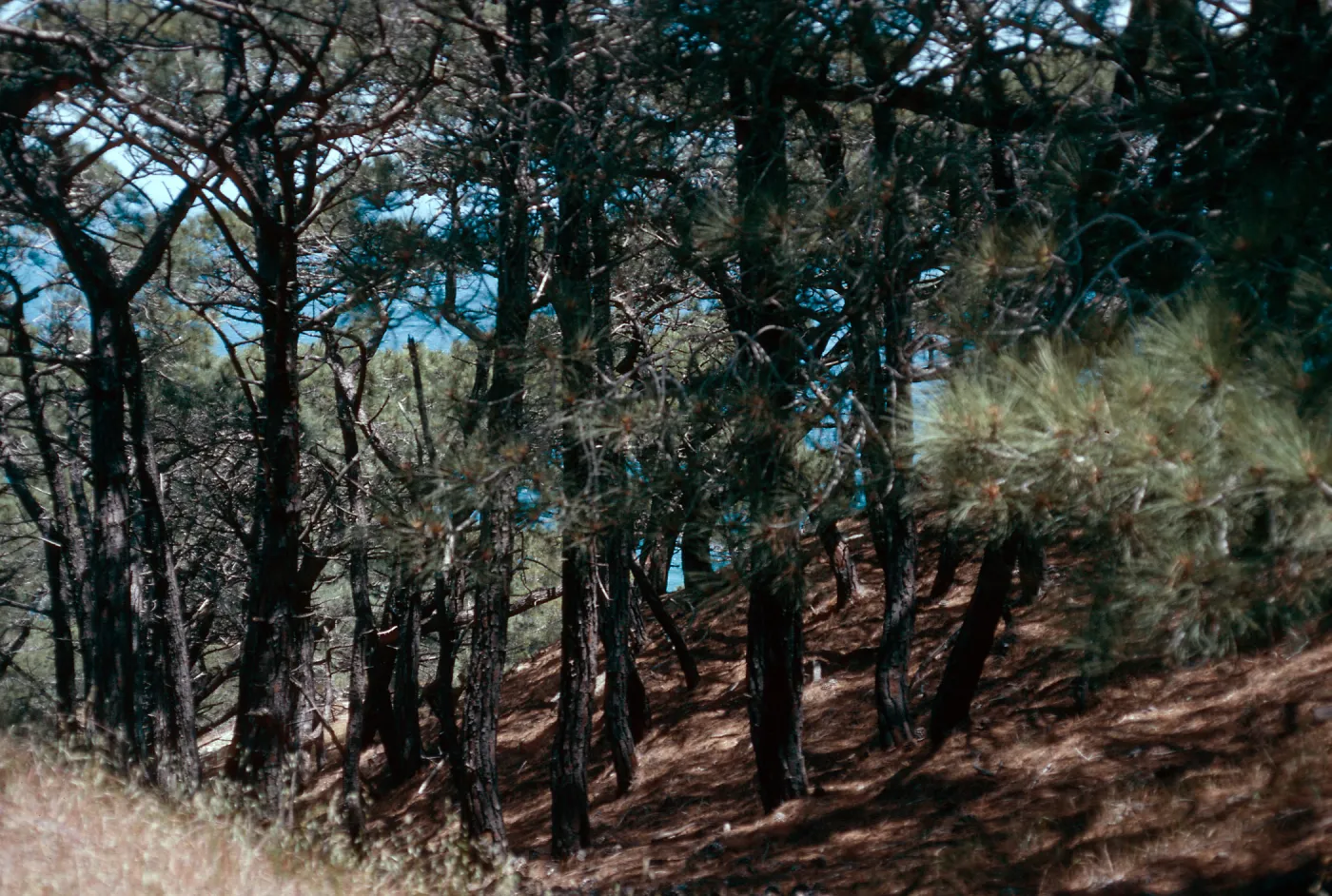 Torrey Pines, Santa Rosa Island