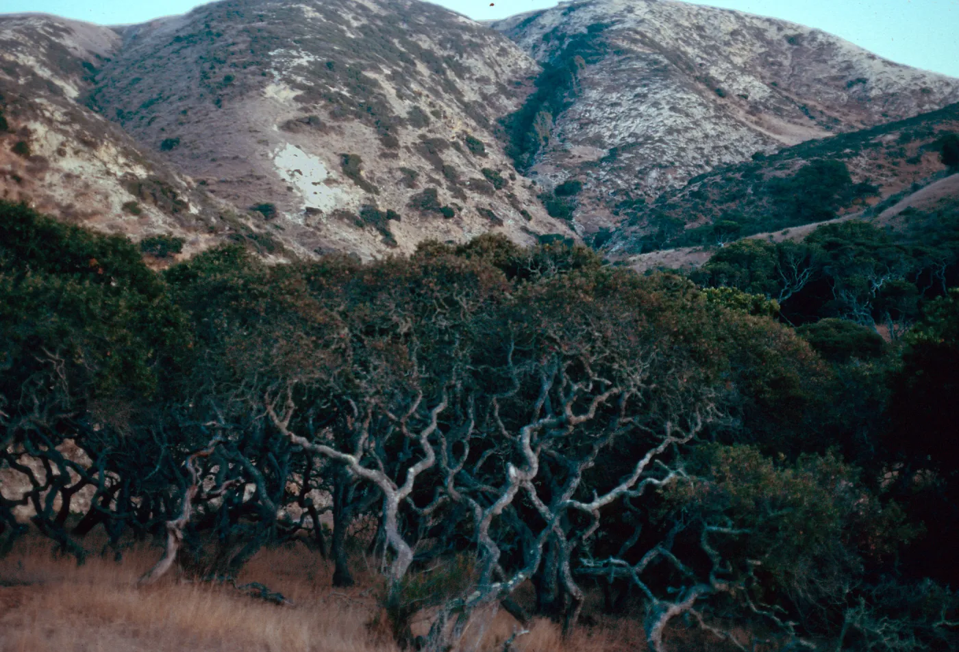 Quercus dumosa, just South of campground, Water Canyon, Santa Rosa Island