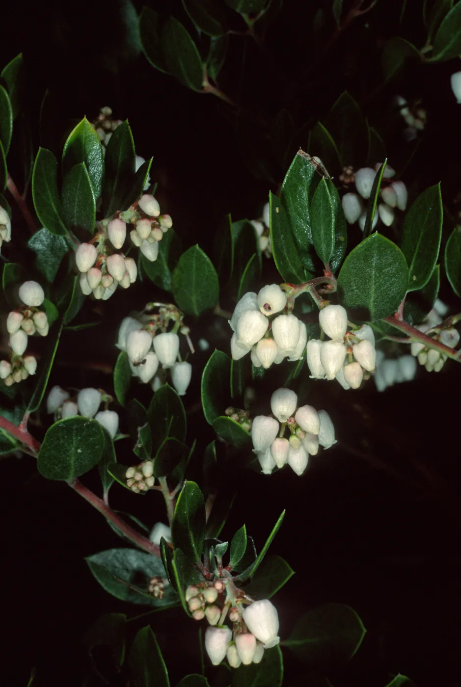 Arctostaphylos (Manzanita), Santa Barbara Botanic Garden