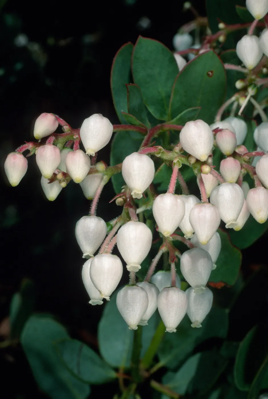 Arctostaphylos (Manzanita), Santa Barbara Botanic Garden