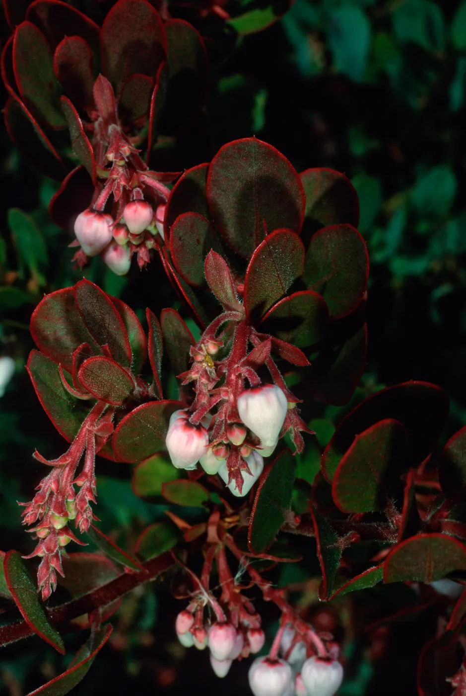 Arctostaphylos (Manzanita), Porter Trail, Santa Barbara Botanic Garden