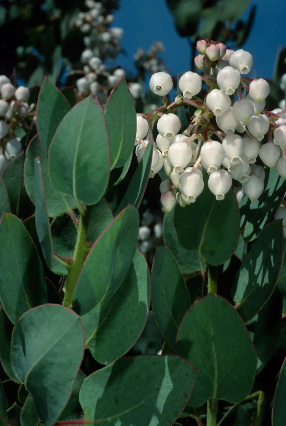 Arctostaphylos (Manzanita), Santa Barbara Botanic Garden