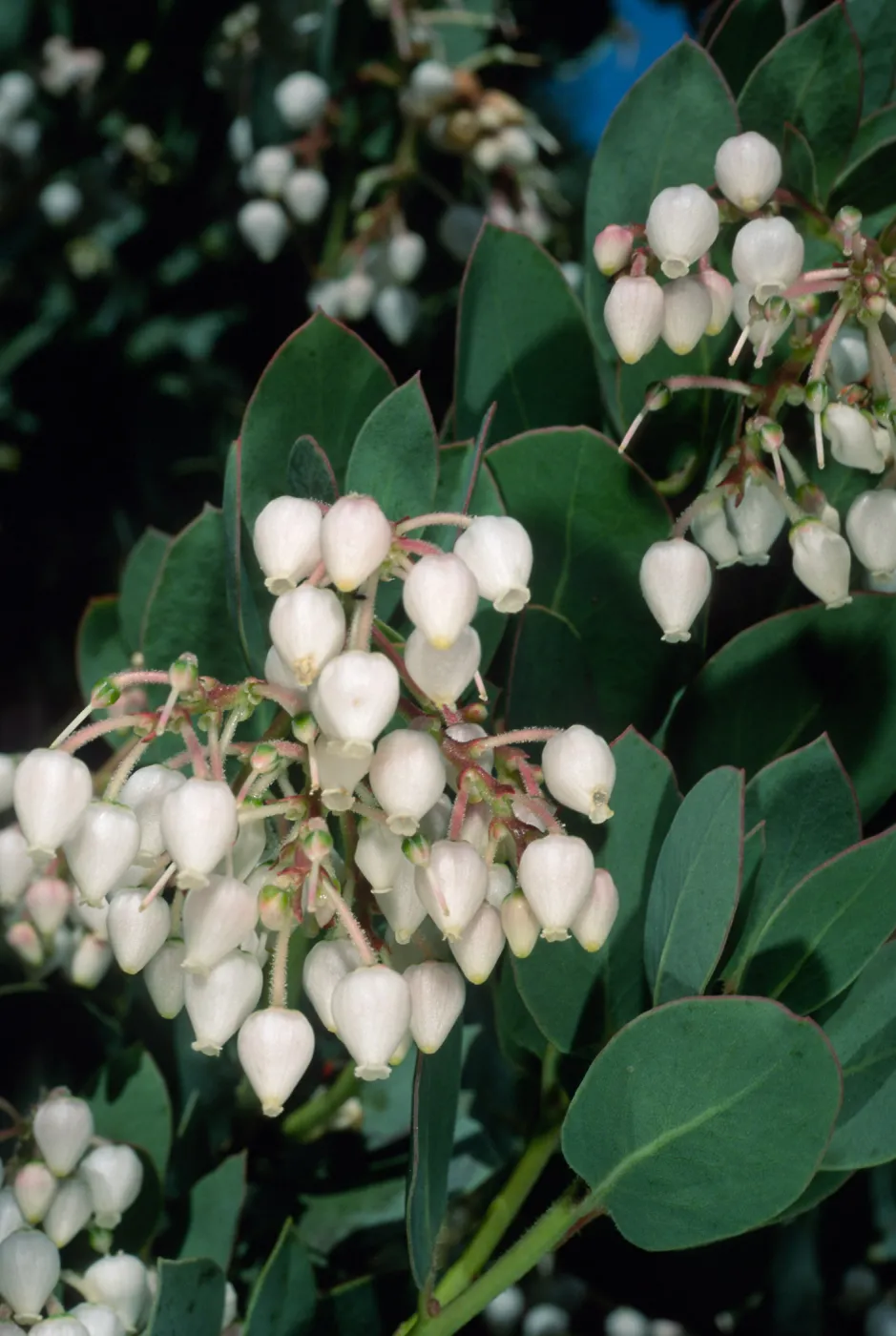 Arctostaphylos (Manzanita), Santa Barbara Botanic Garden