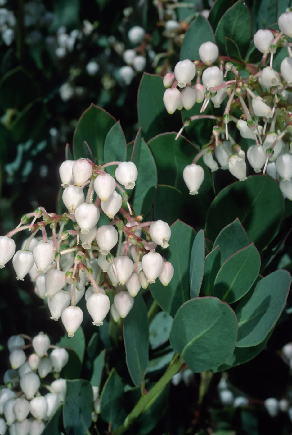 Arctostaphylos (Manzanita), Santa Barbara Botanic Garden