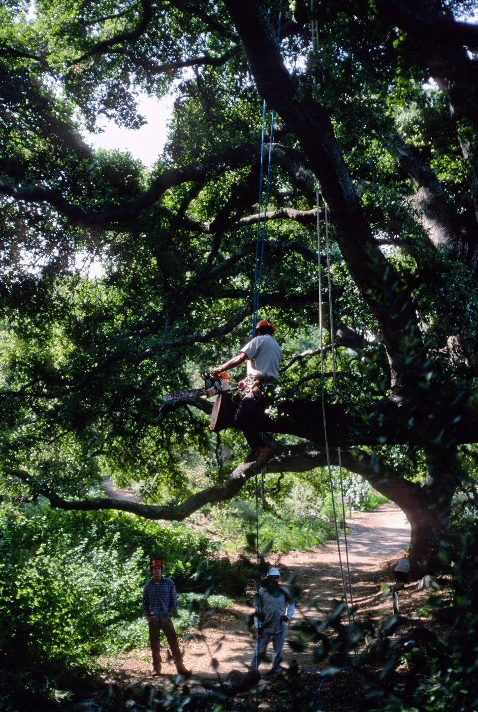 M. Gonzalez trimming oak in Canyon Section, Santa Barbara Botanic Garden
