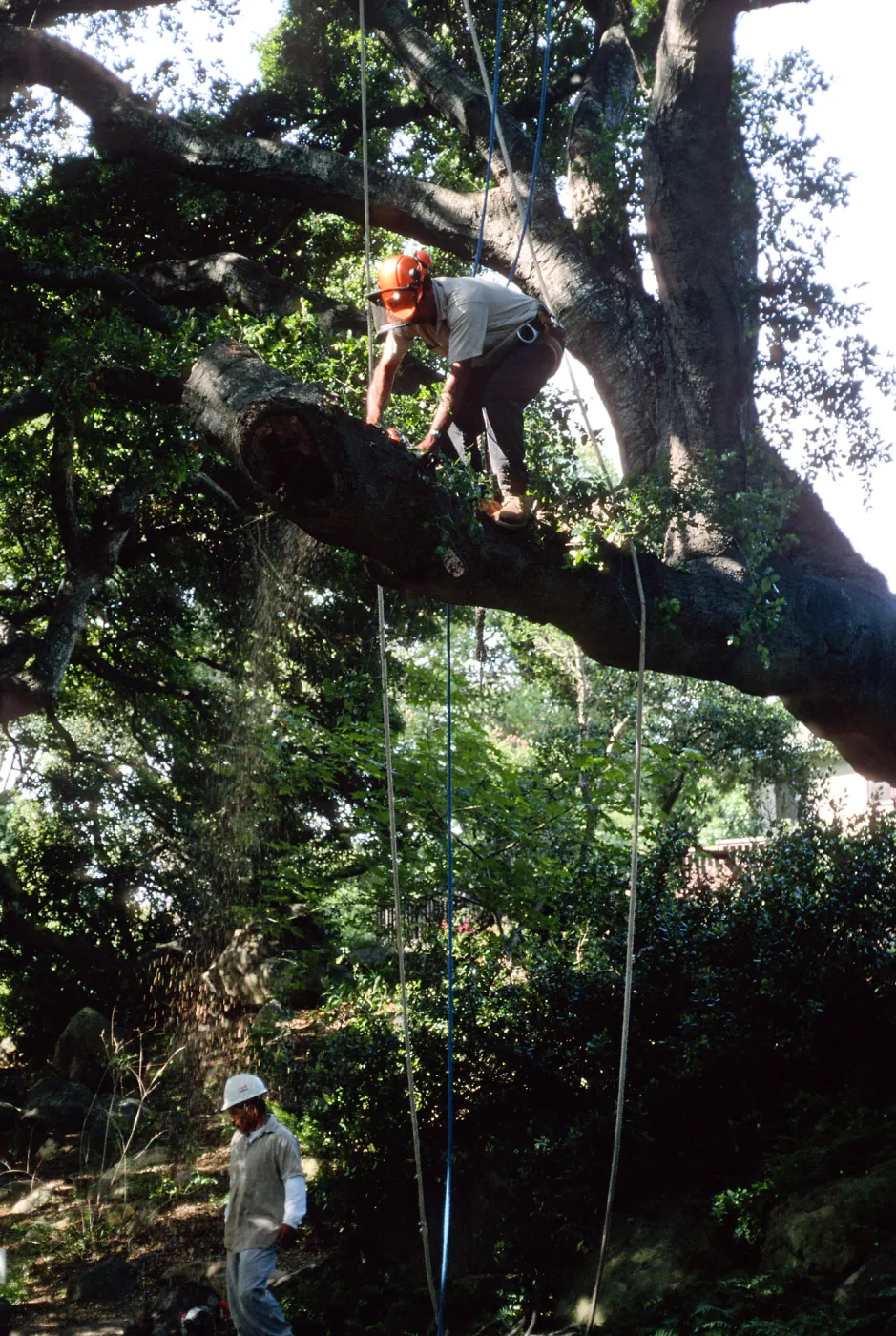 M. Gonzalez trimming oak in Canyon Section, Santa Barbara Botanic Garden