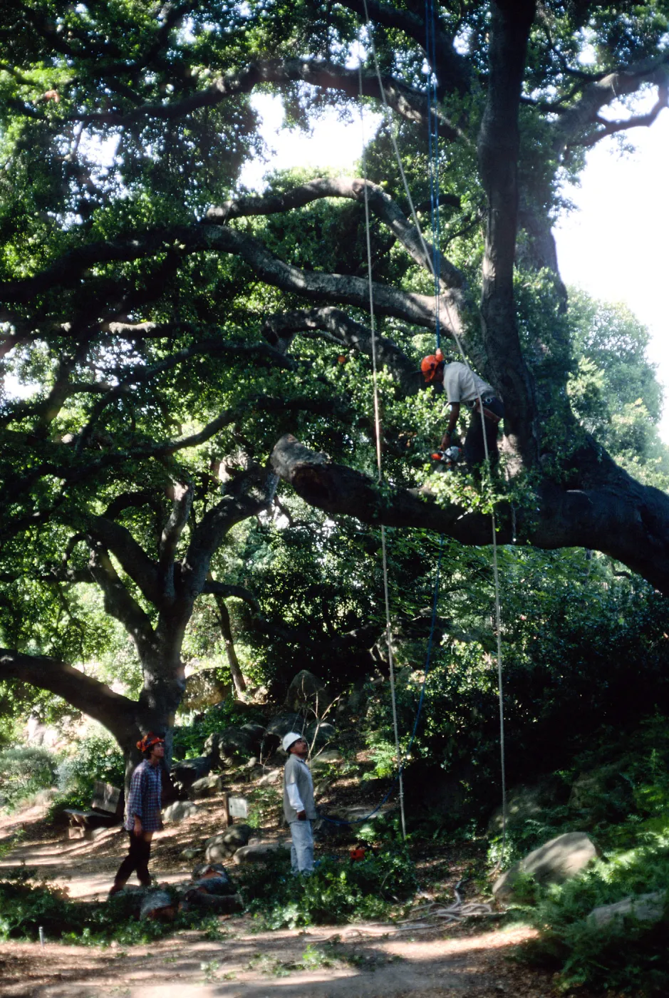M. Gonzalez trimming oak in Canyon Section, Santa Barbara Botanic Garden