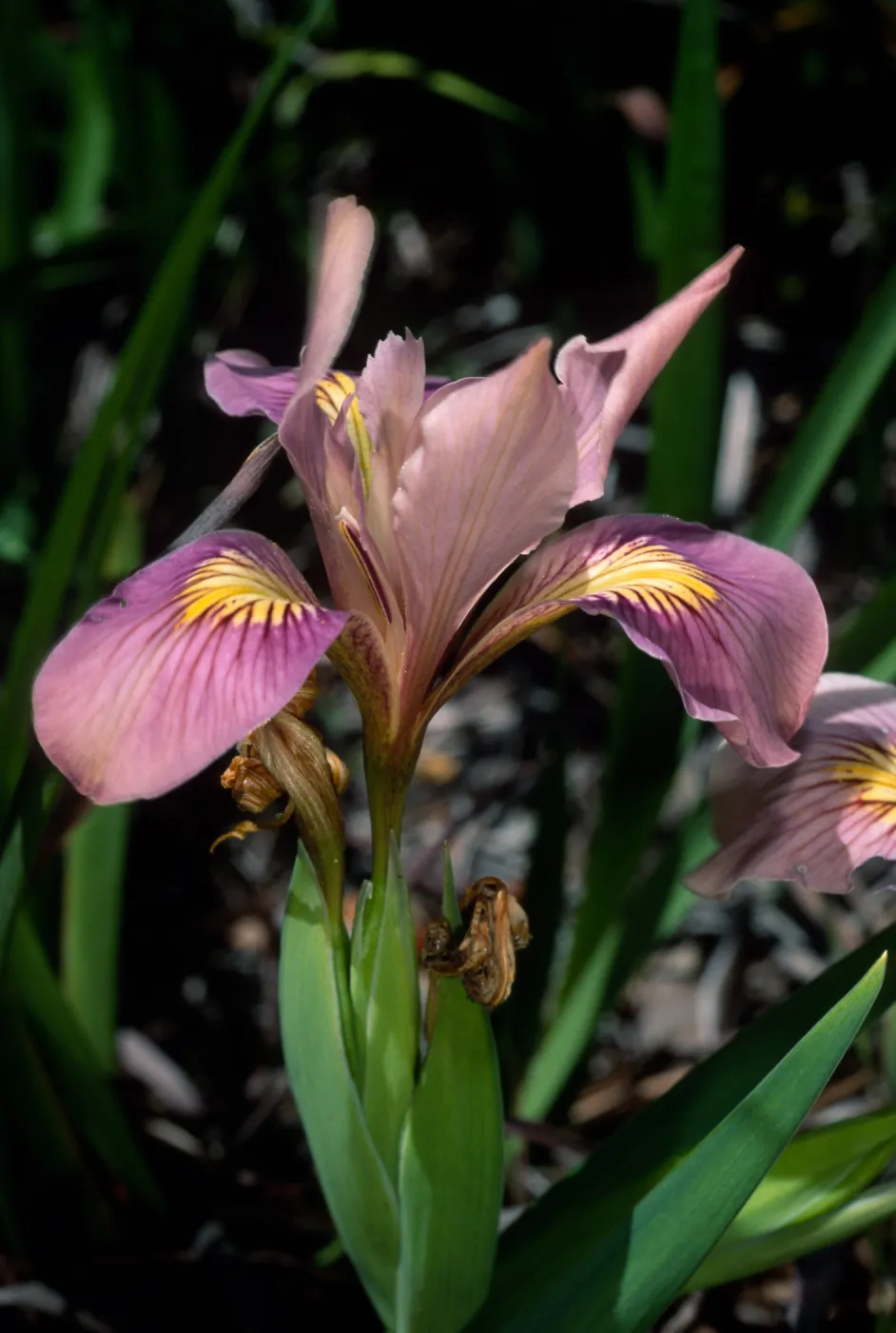 Iris, Santa Barbara Botanic Garden