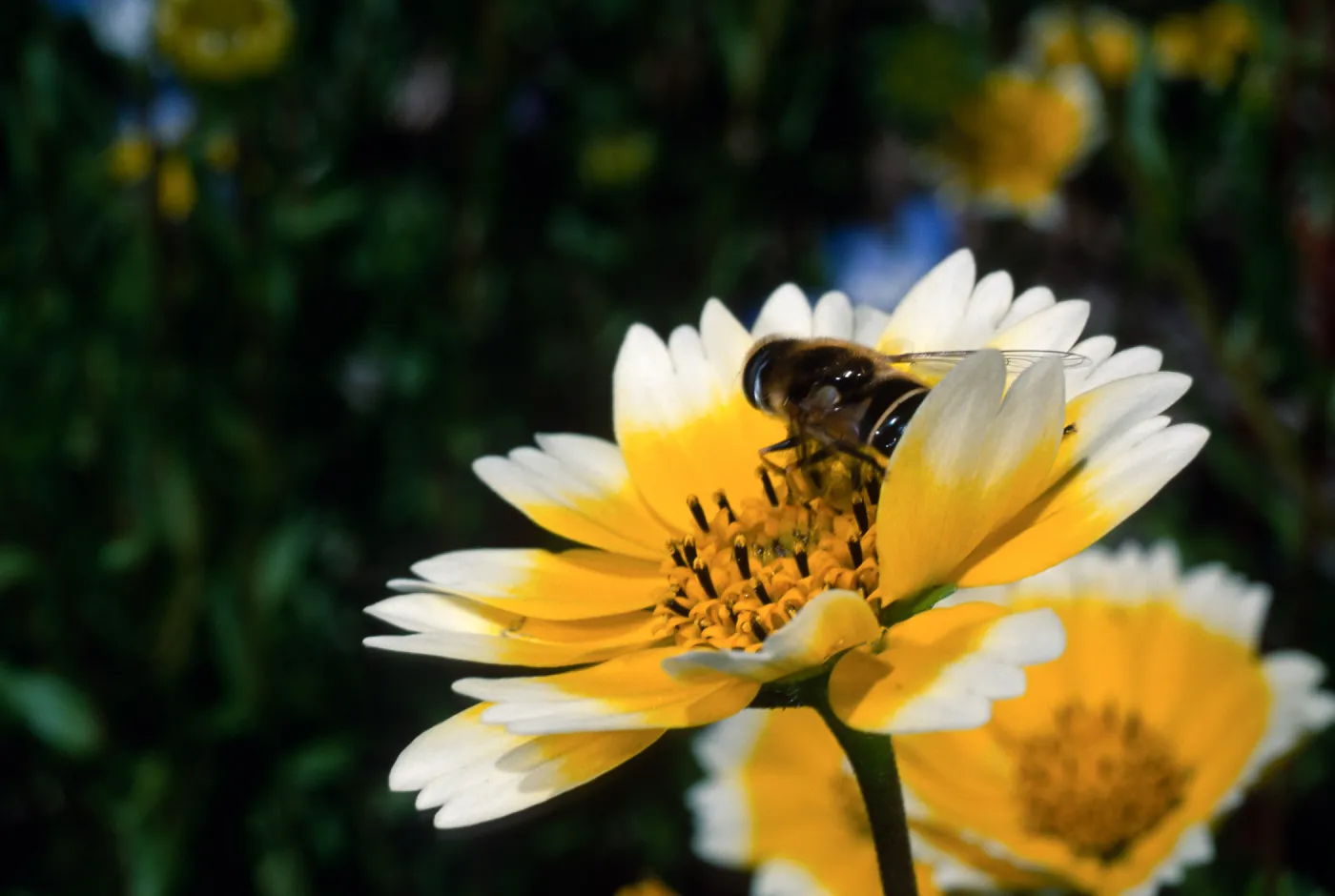 fly, Layia (tidy tips), Santa Barbara Botanic Garden